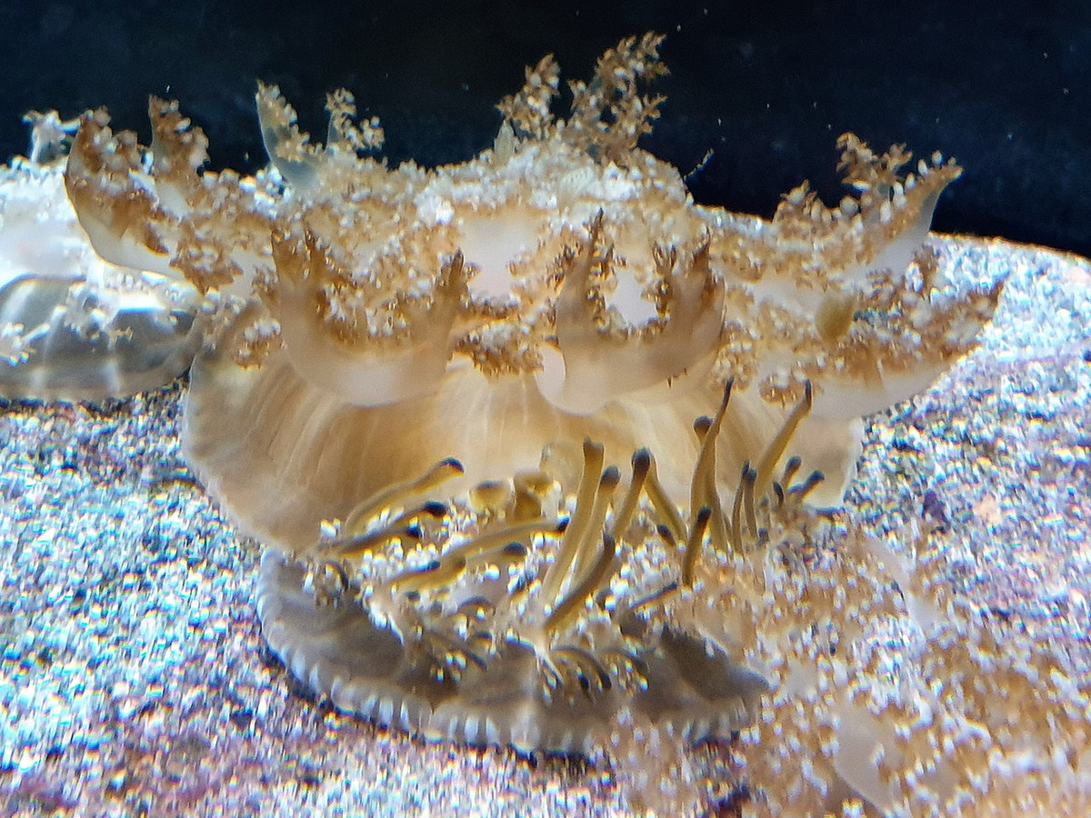 Sứa lộn ngược (Cassiopea andromeda) dài 20-30 cm, phân bố ở Ấn Độ Dương – Thái Bình Dương. Loài sứa miệng rễ hình thái giống hải quỷ này có thân hình chuông co thắt để lưu thông nước, thường nằm ở đáy các đầm phá, miệng hướng lên trên.