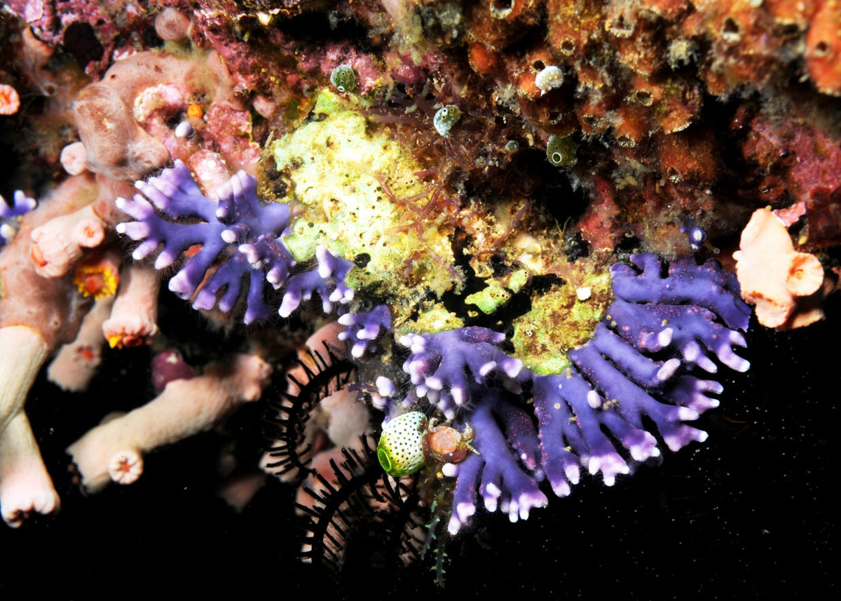 Thủy tức “san hô” ren tím (Distichopora violacea) dài 5-10 cm, phân bố ở Ấn Độ Dương – Thái Bình Dương. Có vẻ ngoài giống san hô, loài thủy tức này có các polip chuyên hóa đảm nhiệm các chức năng khác nhau như ăn và châm.