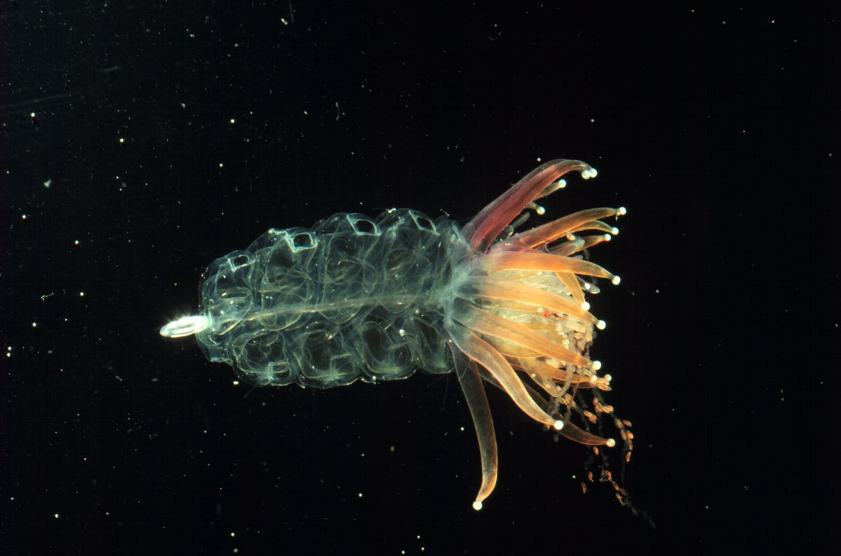 Thủy tức xi-phông (Physophora hydrostatica) dài 40 cm, phân bố ở các vùng biến thuộc Đại Tây Dương – Thái Bình Dương. Chúng quần tụ thành tập đoàn, trôi nổi tự do với thân bơi hình chuông.