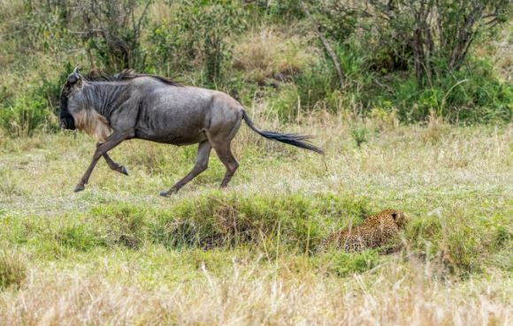 Khi đang cùng bạn bè tham quan khu vực quanh Trại Oltepesi Tented Safari thuộc Vườn quốc gia Maasai Mara, Kenya, anh Ivan Glaser đã vô tình trông thấy một chú báo hoa mai đang phục kích săn mồi. Ngay lập tức, Ivan liền lấy máy quay ra để ghi lại khoảnh khắc này.