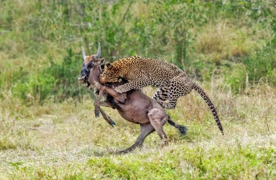 Sau đó, con báo nhanh chóng cắn chặt vào cổ chú linh dương đầu bò để khiến con mồi ngạt thở.