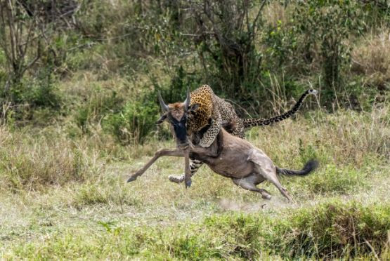 Cú tấn công bất ngờ của con báo khiến chú linh dương đầu bò không còn cơ hội thoát thân.