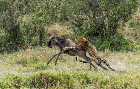 Chỉ với một cú vồ duy nhất, con báo đã dễ dàng tóm gọn được chú linh dương đầu bò.