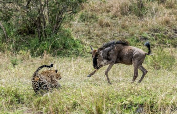 Sau 3 tiếng chờ đợi, cuối cùng con mồi của báo hoa mai cũng tới và đó là một chú linh dương đầu bò mới trưởng thành. Ngay lập tức, con báo liền lao tới tấn công.