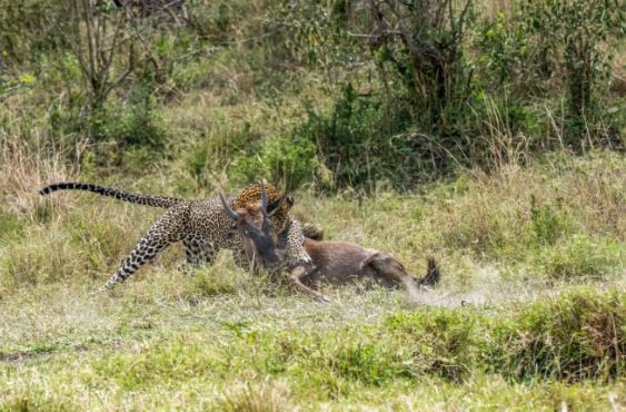 Dù đã nỗ lực hết sức, nhưng cuối cùng chú linh dương đầu bò cũng phải chấp nhận số phận.