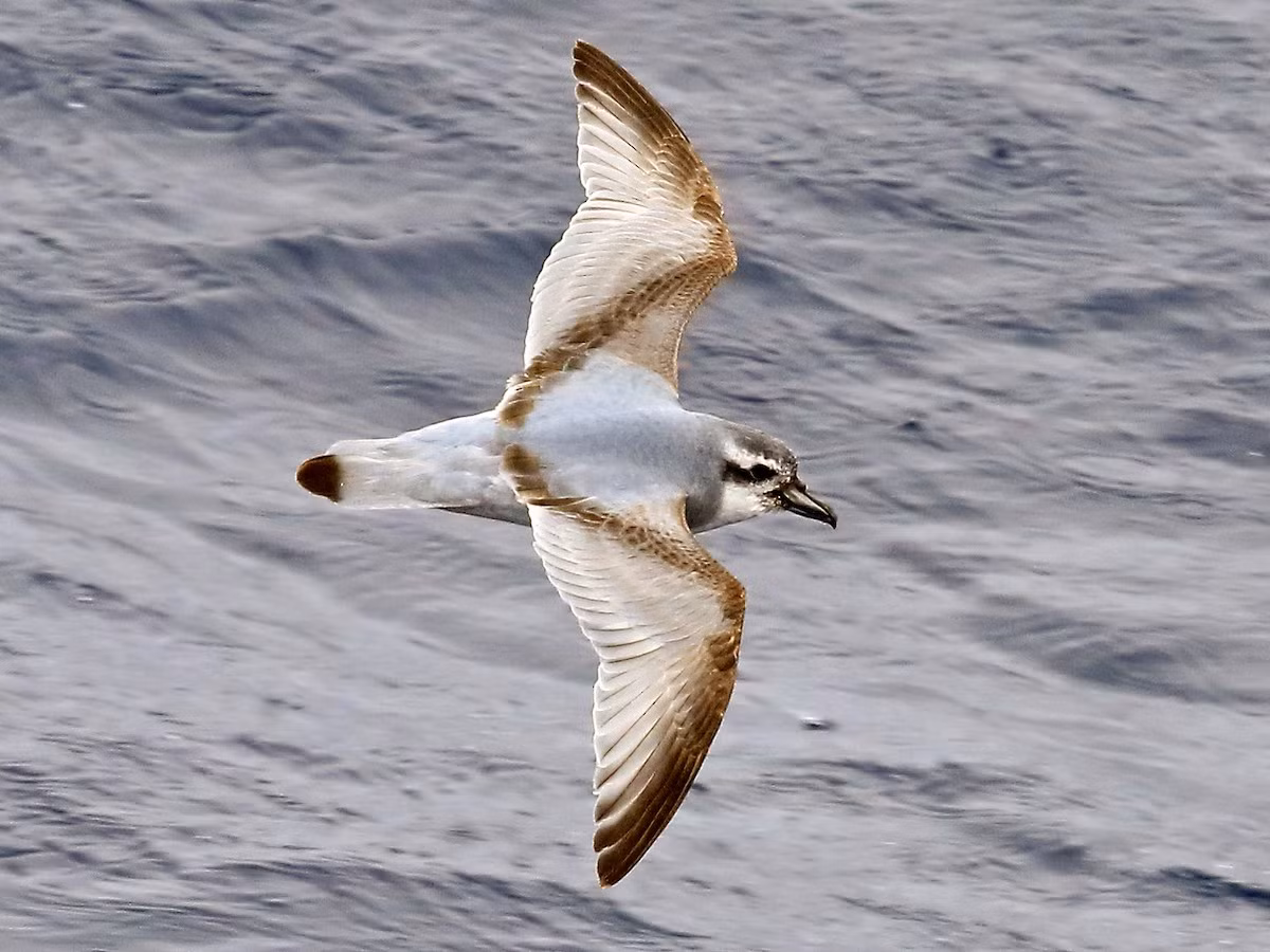 Hải âu Prion Nam Cực (Pachyptila desolata) dài 17-20 cm, phân bố ở Nam Đại Dương. Loài này có tập tính bay sát mặt biển để lọc sinh vật phù du bằng mỏ dẹp.