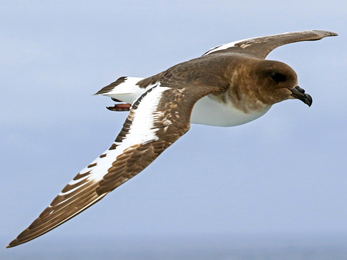 Hải âu Petrel châu Nam Cực (Thalassoica antarctica) dài 43 cm, sống ở vùng biển cận Nam Cực. Loài chim này sinh sản trên các đảo xung quanh Nam Cực. Chúng lặn xuống biển để bắt cá và mực.