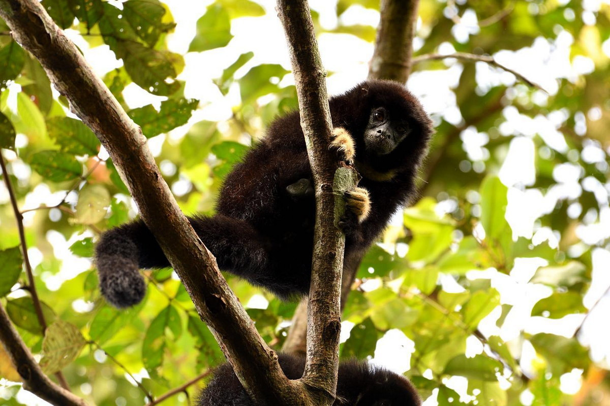 Khỉ titi cổ áo trắng (Callicebus torquatus) dài 23-36 cm, sống ở các khu rừng khô ráo của Brazil. Loài khỉ này có một diềm lông trắng đặc trưng dưới cổ.