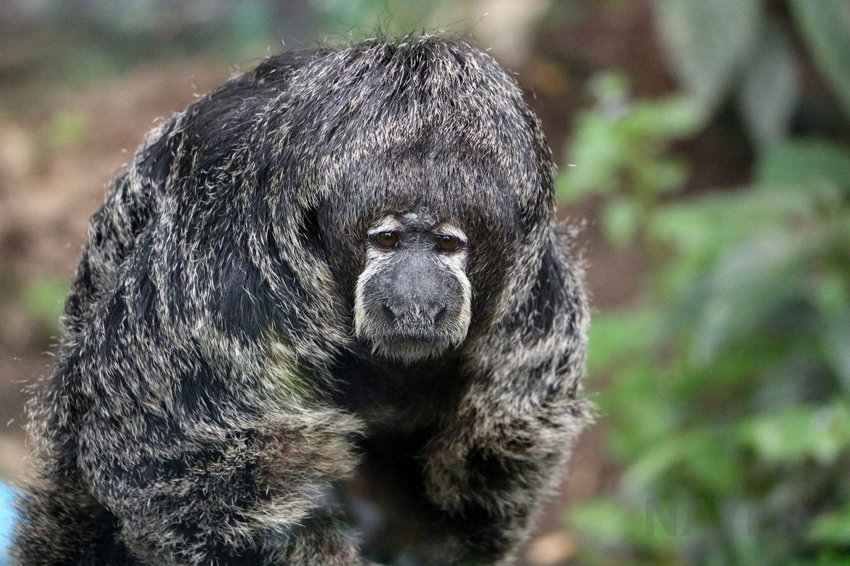 Khỉ thầy tu (Pithecia monachus) dài 37-48 cm, được ghi nhận ở Tây Bắc Brazil, Peru, Colombia và Ecuador. Loài linh trưởng nhút nhát này sống trên tán cao của các khu rừng rậm rạp.