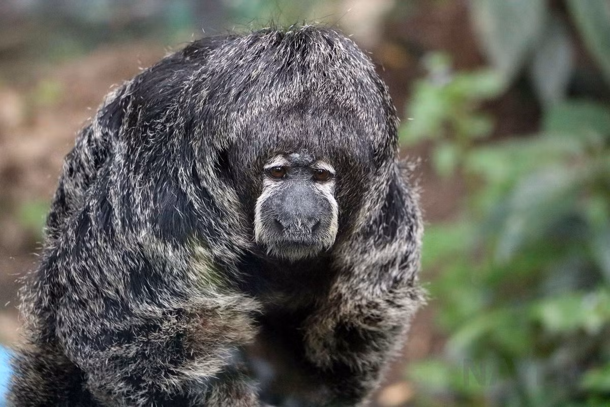 Khỉ thầy tu (Pithecia monachus) dài 37-48 cm, được ghi nhận ở Tây Bắc Brazil, Peru, Colombia và Ecuador. Loài linh trưởng nhút nhát này sống trên tán cao của các khu rừng rậm rạp.