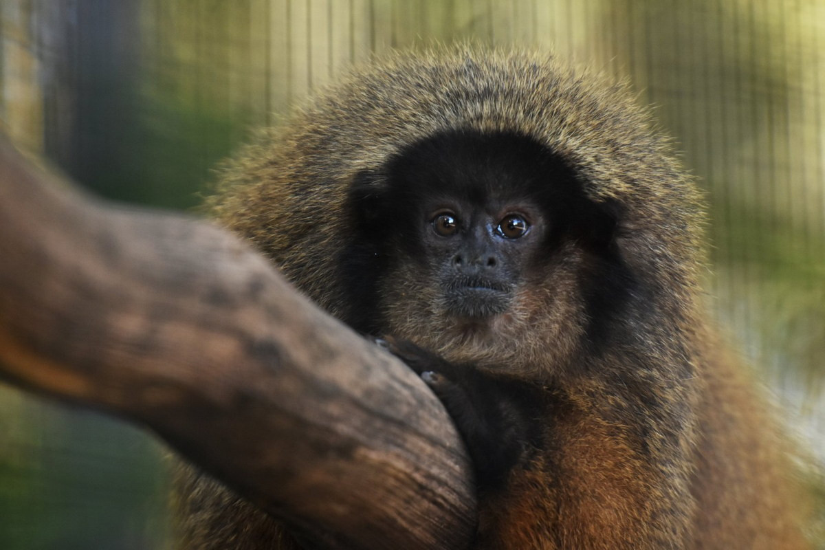 Khỉ titi trán đen (Callicebus nigrifrons) dài 31-42 cm, sống ở vùng rừng ven biển Đại Tây Dương phía Đông Nam Brazil. Khỉ titi là một nhóm khỉ có bộ lông dài và mềm, đuôi rậm lông và không thể dùng để cầm nắm.