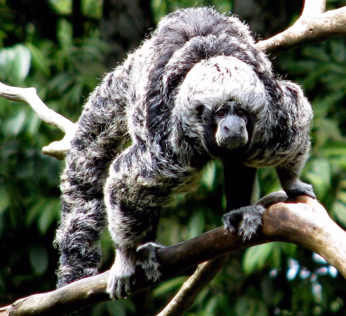 Khỉ saki sông Tapajós (Pithecia irrorata) dài 38-42 cm, sông ở Tây Brazil, Bắc Bolivia và Đông Peru. Loài khỉ này có bộ lông hoa râm đặc trưng. Chúng chủ yếu ăn các loại hạt.