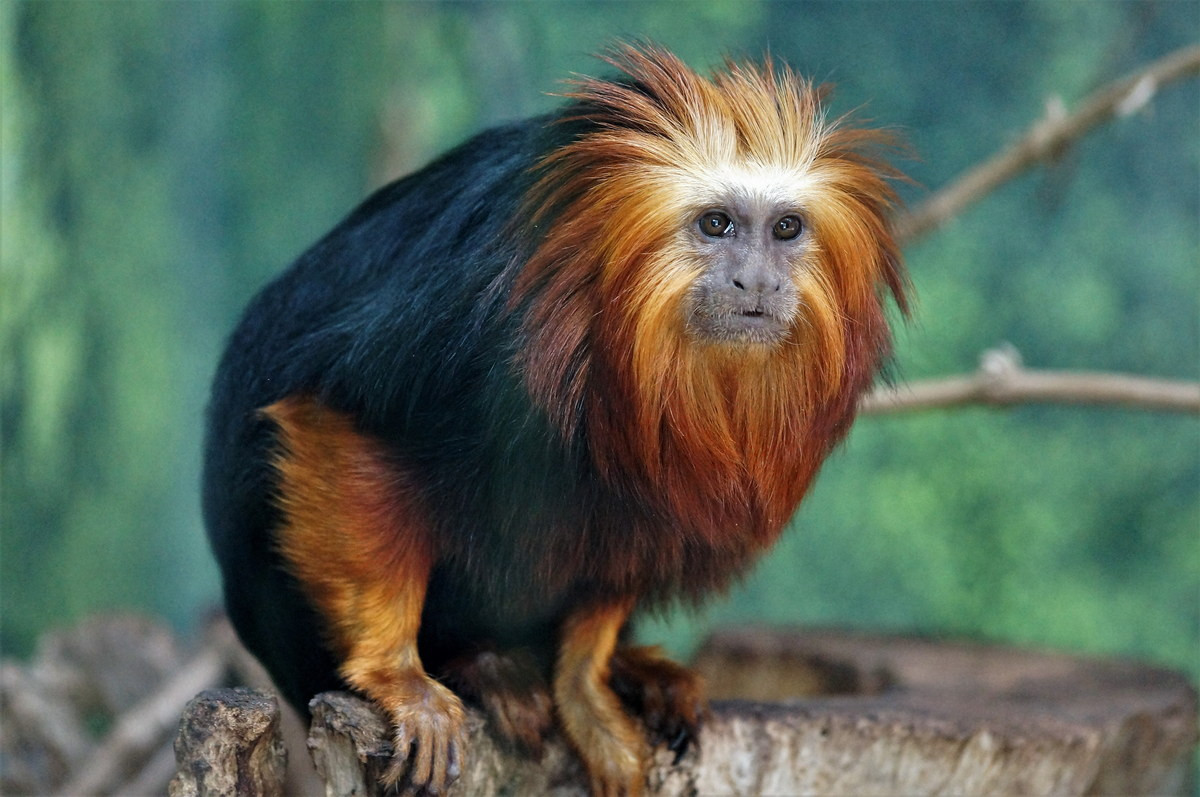 Khỉ sư tử đầu vàng (Leontopithecus chrysomelas) dài 20-34 cm, phân bố giới hạn trong rừng ven Đại Tây Dương ở Đông Bắc Brazil. Khi gặp nguy hiểm, các loài khỉ sư tử xù bờm lên để trông có vẻ to hơn, khiến đối phương dè chừng.