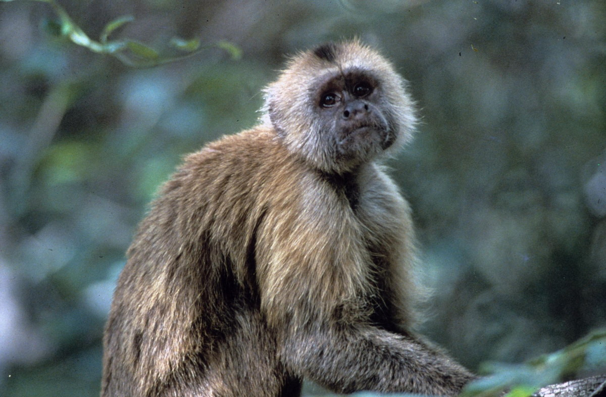 Khỉ xồm chỏm đen (Cebus olivaceus) dài 37-46 cm, là loài linh trưởng bản địa của khu vực trung và Bắc của Nam Mỹ. Loài này thường dùng đuôi nắm để bám vào cành cây khi ăn bằng tay.