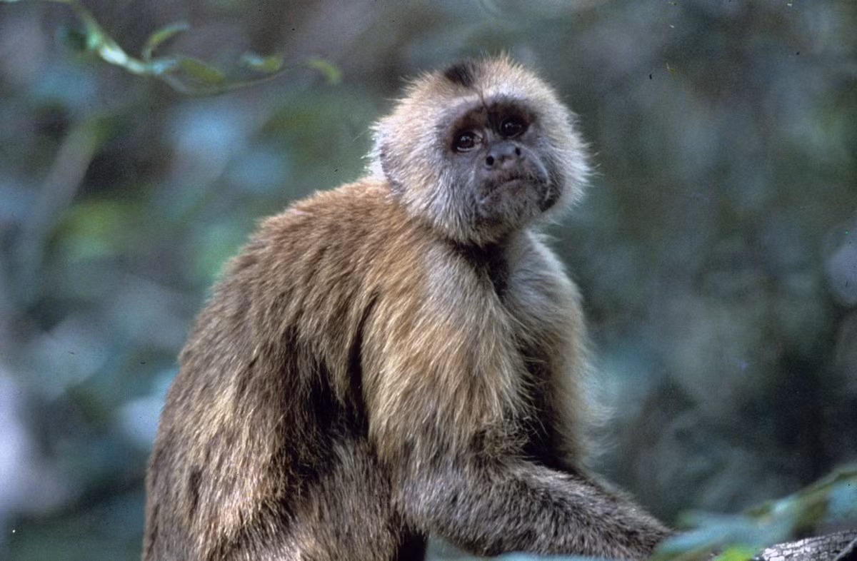 Khỉ xồm chỏm đen (Cebus olivaceus) dài 37-46 cm, là loài linh trưởng bản địa của khu vực trung và Bắc của Nam Mỹ. Loài này thường dùng đuôi nắm để bám vào cành cây khi ăn bằng tay.