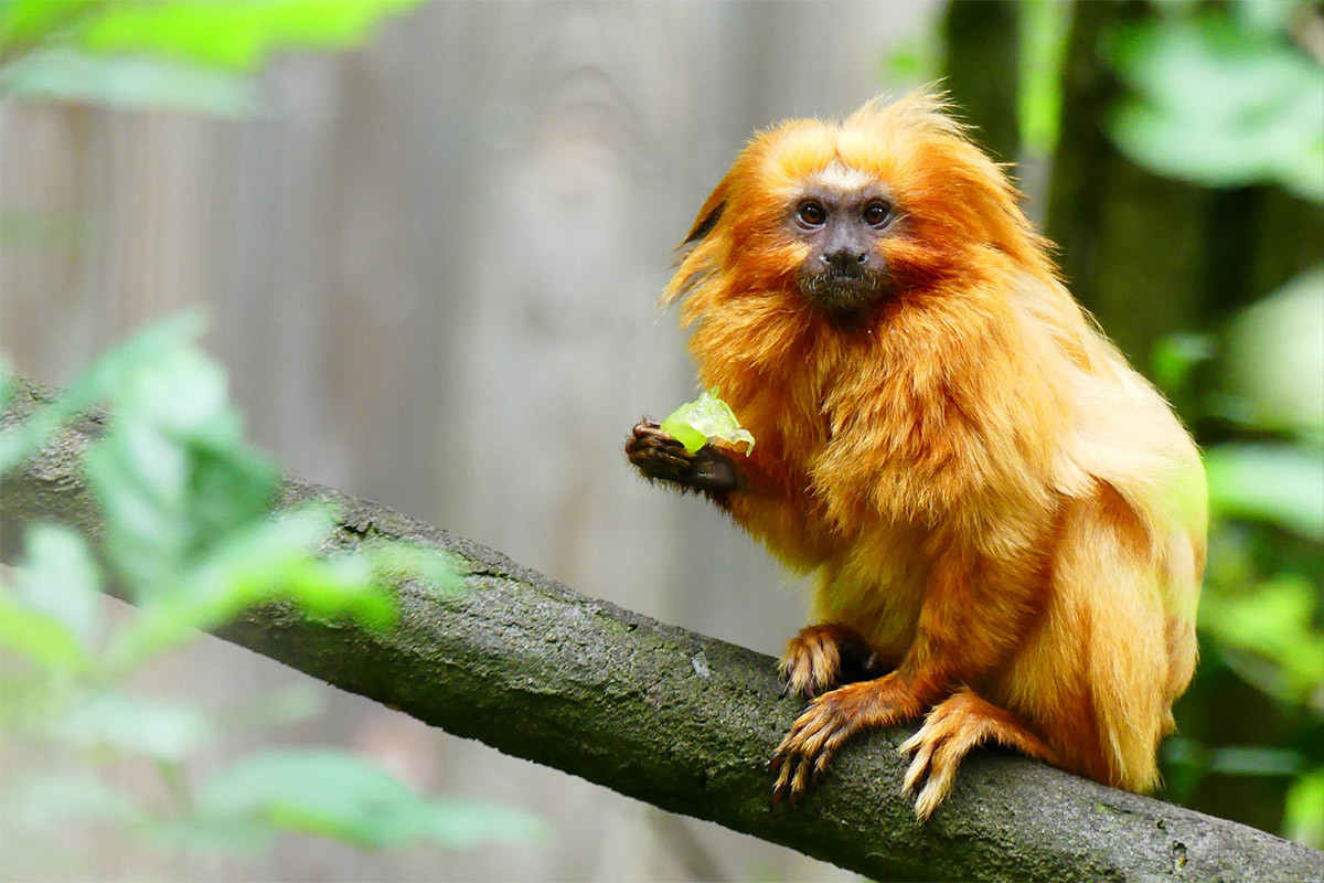 Khỉ sư tử vàng (Leontopithecus rosalia) dài 20-25 cm, sống ở rừng bờ biển Đại Tây Dương phía Đông Nam Brazil. Loài này cùng họ Khỉ sóc với các loài khỉ vuốt. Có ngoại hình rất ấn tượng, chúng là một trong những loài khỉ nguy cấp nhất thế giới.