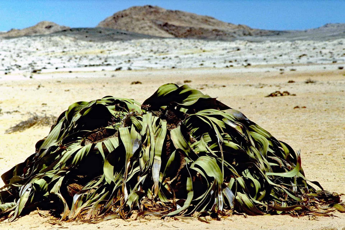 Vì bách lan không tạo vòng tuổi hàng năm nên tuổi của cây được đo bằng phương pháp xác định niên đại bằng carbon phóng xạ. Theo đó, một số cây đã hơn 2.000 năm tuổi. Ảnh: Arebbusch Travel Lodge.