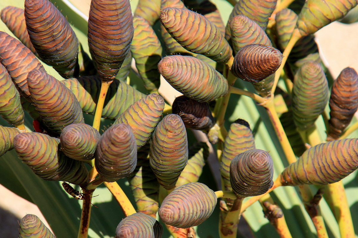 Như các loài cây hạt trần khác, bách lan không có hoa và sinh sản bằng nón đực và nón cái. Cây non phát triển dễ dàng từ hạt - được bán khá phổ biến trên thị trường cây cảnh. Ảnh: iNaturalist.