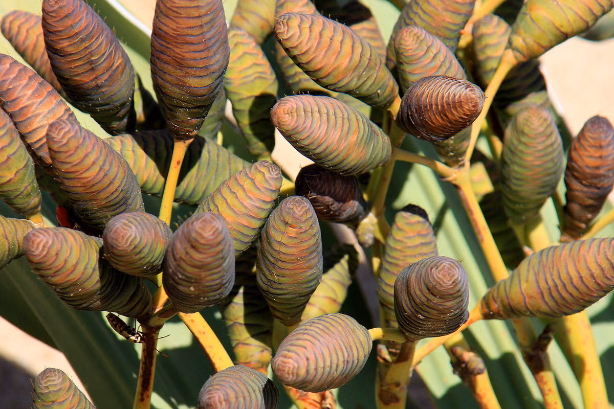 Như các loài cây hạt trần khác, bách lan không có hoa và sinh sản bằng nón đực và nón cái. Cây non phát triển dễ dàng từ hạt - được bán khá phổ biến trên thị trường cây cảnh. Ảnh: iNaturalist.
