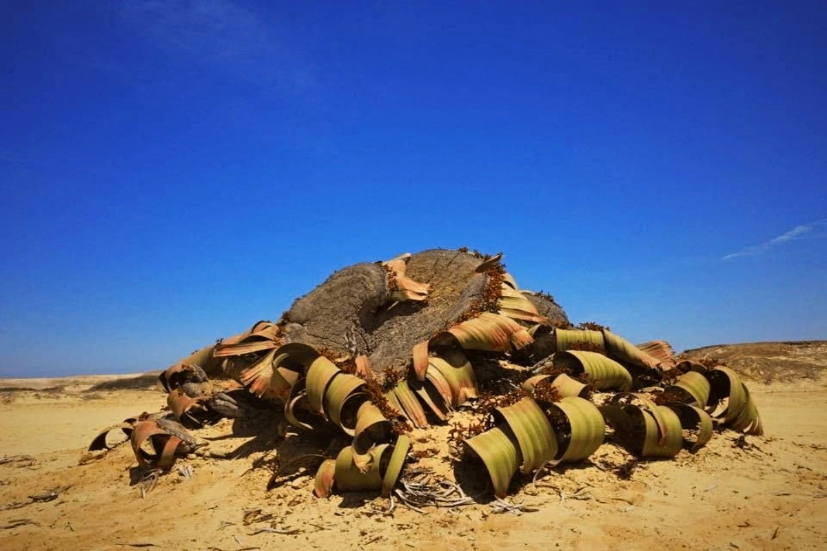 Đây là một loài thực vật hạt trần thuộc ngành Dây gắm (Gnetophyta), một ngành thực vật cổ xưa, ngày nay chỉ còn 70 loài thuộc ba họ. Trong một số nguồn không chính thức, bách lan được gọi là "hóa thạch sống". Ảnh: Warren Photographic.