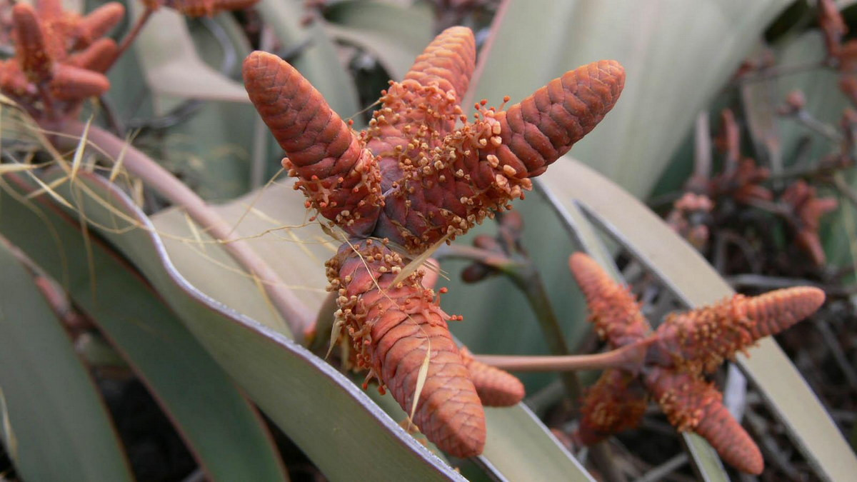Người dân bản địa vùng sa mạc Namib sử dụng nón của cây bách lan làm thực phẩm, bằng cách ăn sống hoặc nướng trong tro nóng. Một trong những cái tên địa phương của loài cây này được dịch là "củ hành sa mạc". Ảnh: Plants of the World On.