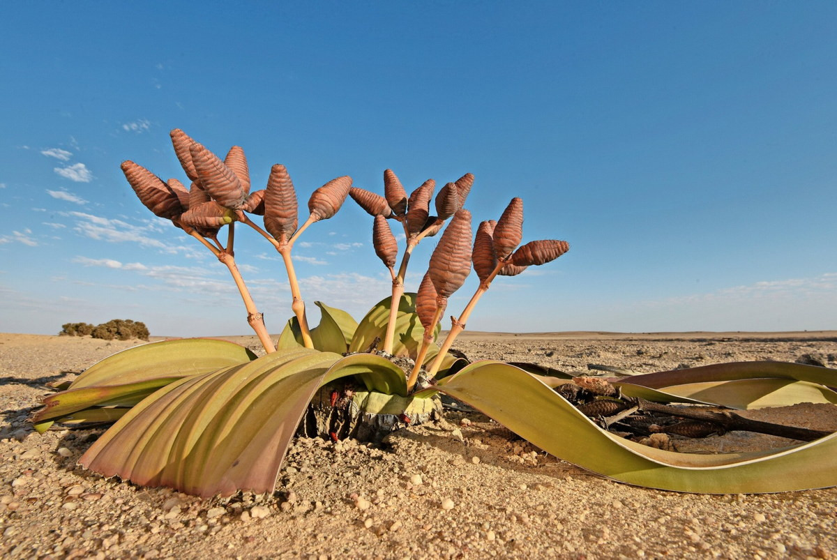 Môi trường sống tự nhiên của bách lan cực kỳ khô cằn, với lượng mưa được ghi nhận gần như bằng không. Chúng tồn tại chủ yếu nhờ vào nguồn nước ngầm bên cạnh lượng nước nhỏ thu từ sương mù. Ảnh: FAZ.