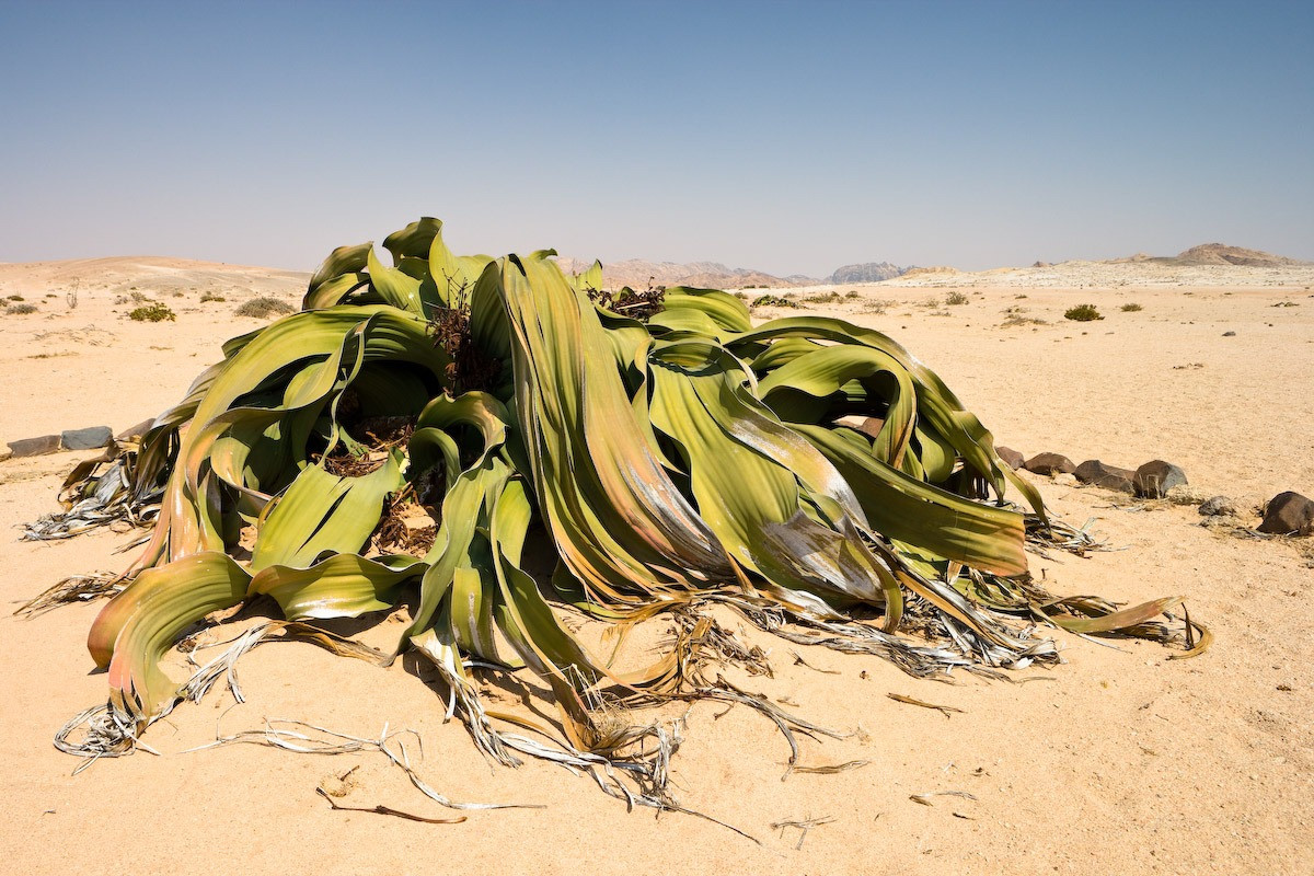 Chỉ mọc ở sa mạc Namib ở Namibia và Angola, bách lan hoặc gắm Angola (Welwitschia mirabilis) được coi là một trong những loài cây kỳ lạ nhất thế giới. Ảnh: Conexão Lusófona.