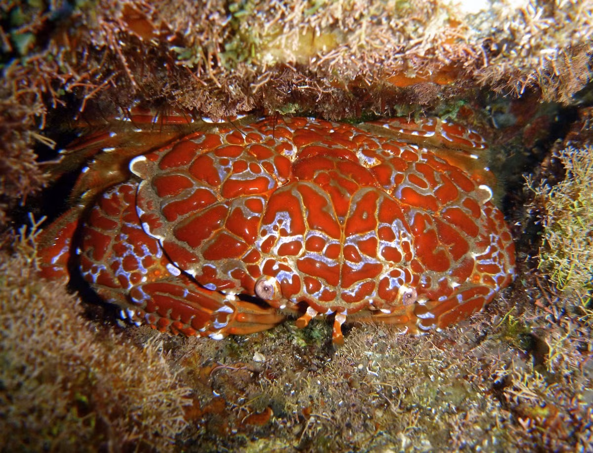 Bác sĩ Phước cho hay chất độc của cua mặt quỷ hình thành do nguồn thức ăn chính là các loại tảo trong rạn san hô. Sau đó, độc tố tích tụ chủ yếu trong thịt, trứng và nhiều nhất là trong thịt càng và chân.