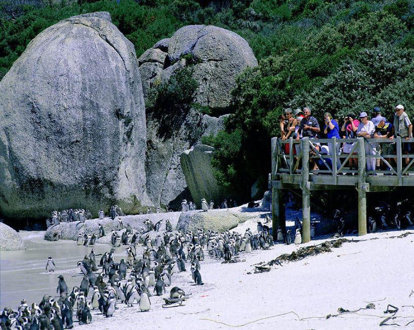 Boulders Beach là bãi biển xinh đẹp ở Nam Phi, nơi sinh sống của hàng nghìn chú chim cánh cụt. Tham quan Boulders Beach, du khách sẽ được trải nghiệm cảm giác tiếp xúc với với hàng nghìn chú chim cánh cụt thân thiện.