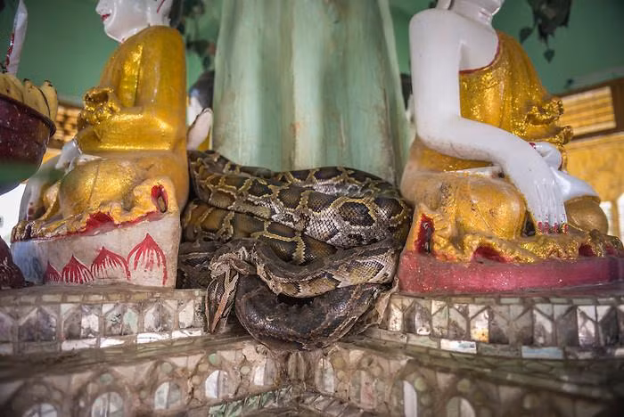 Theo BBC, chùa rắn ở Myanmar được thành lập năm 1979. Ngôi chùa được thành lập sau khi có sự xuất hiện thường xuyên của cặp trăn quấn quanh một bức tượng Phật. Các nhà sư đem con trăn thả về rừng nhiều lần, nhưng chúng tiếp tục quay trở lại. Điều này khiến họ tin rằng chúng là hóa thân của các nhà sư. Khi đến chùa rắn, du khách có thể thấy nhiều loài trăn, rắn cư trú xung quanh ngôi đền.
