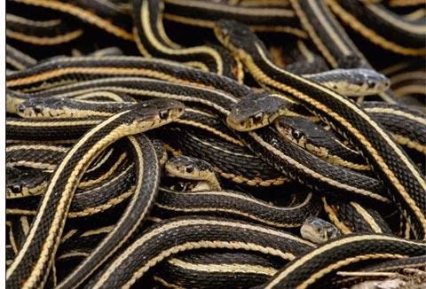 Theo sách "Khám phá những vùng đất bí ẩn", công viên Pulau Tiga ở ngoài khơi bờ biển Sabah, Malaysia, được hình thành từ 3 hòn đảo. Trong đó, hòn đảo nhỏ nhất là Pulau Kalampunia Damit, hay còn được gọi là đảo Rắn. Đây là địa điểm giao phối của các loài rắn nọc biển địa phương.