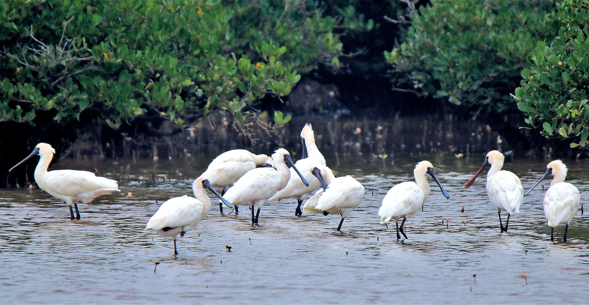  Vườn quốc gia Xuân Thủy ở huyện Giao Thủy, tỉnh Nam Định hiện là vườn quốc gia có diện tích nhỏ nhất Việt Nam. Theo thông tin giới thiệu đơn vị, vườn có tổng diện tích 7.100 ha, bảo tồn hệ sinh thái đất ngập nước điển hình của vùng cửa sông Hồng với các loài động vật, thực vật đặc trưng. Đây cũng là điểm ngắm chim lý tưởng dành cho du khách. Ảnh: Khoitran1957.