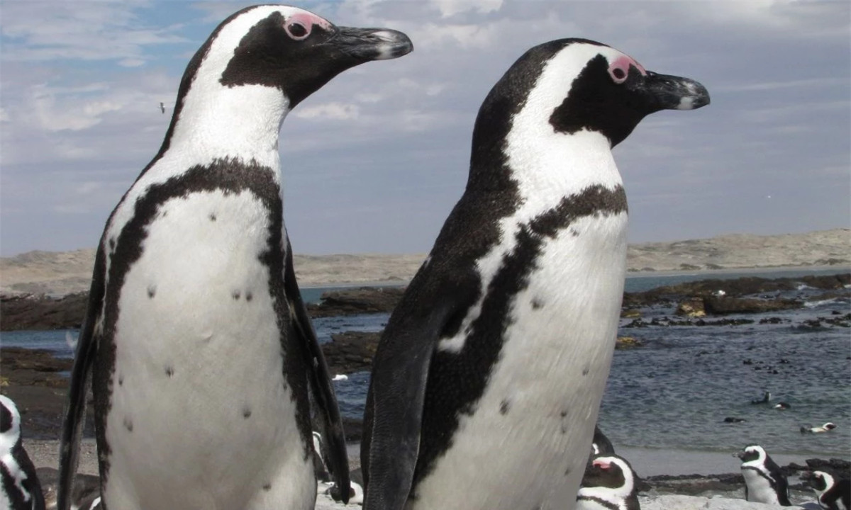 Chim cánh cụt nhận ra bạn tình bằng cách ghi nhớ đốm chấm ảnh 1 Chim cánh cụt nhận ra bạn tình bằng cách ghi nhớ đốm chấm ảnh 1