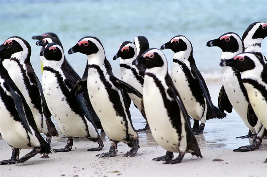 Chim cánh cụt nhận ra bạn tình bằng cách ghi nhớ đốm chấm ảnh 2 Chim cánh cụt nhận ra bạn tình bằng cách ghi nhớ đốm chấm ảnh 2