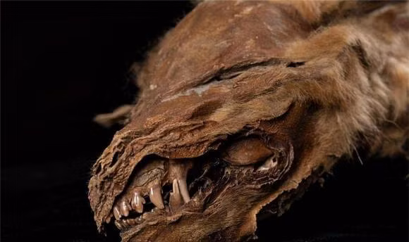 Xac sinh vat thoi tien su o Bac Cuc khien khoa hoc lo lang-Hinh-6