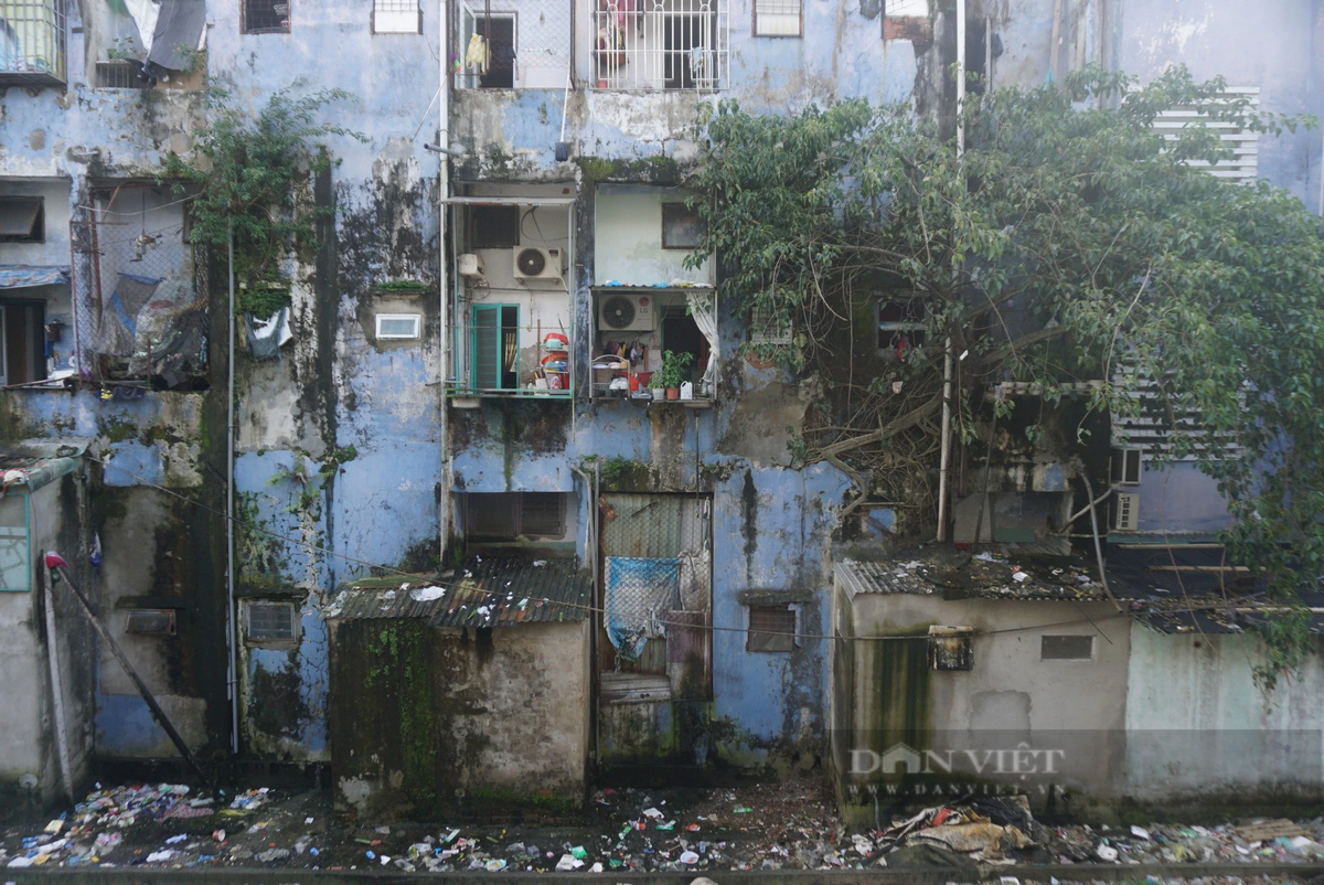 Các mảng tường bên ngoài chung cư mọc rêu mốc, bong tróc, cây cối bén rễ mọc um tùm.