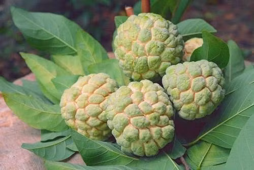 Qua na ngon, bo duong nhung nhung nguoi nay tuyet doi khong nen an-Hinh-3