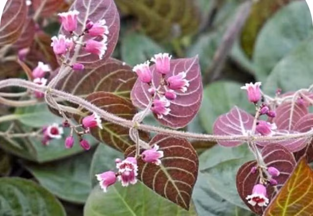 Loai la giup khang viem da day, duong ruot cuc tot