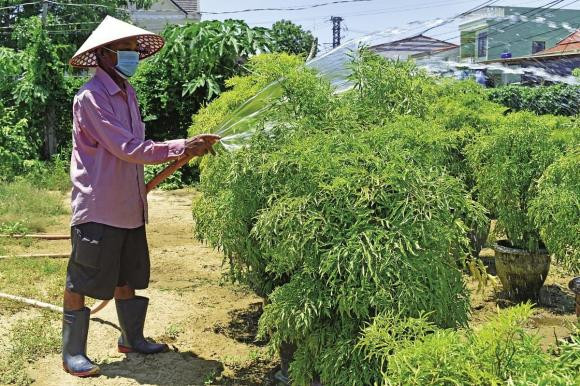 Hai loai cay hang dau giup gia chu giu cua, thu hut van may