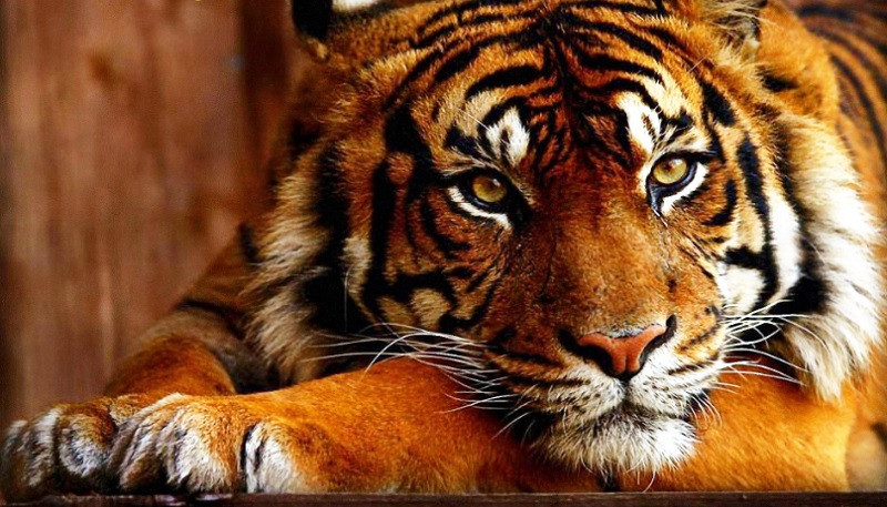 Tính hiếu kỳ và tò mò là những đặc điểm nổi bật của con giáp tuổi Dần. Họ muốn hiểu rõ về thế giới xung quanh và thích thăm dò, khám phá những điều mới.