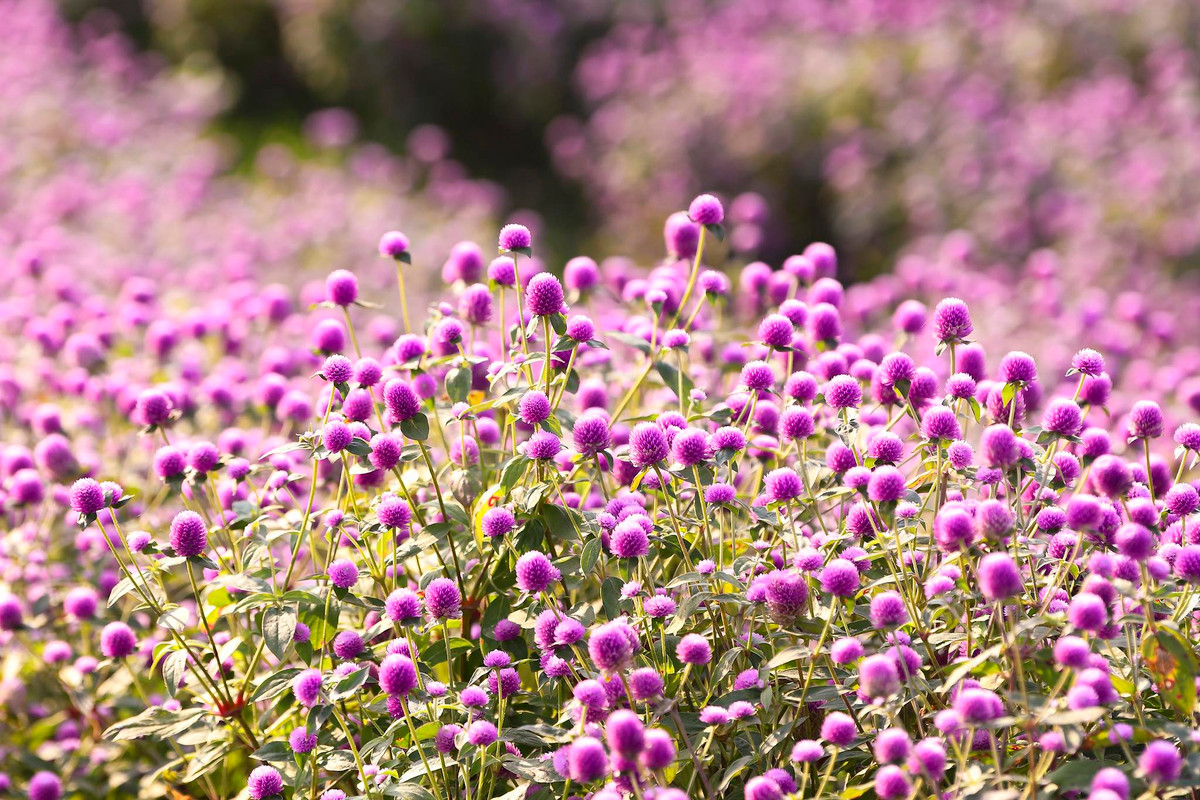 Bắt đầu những bông hoa nở vào cuối tháng 12 và sẽ khoe sắc đến khoảng cuối tháng 3.