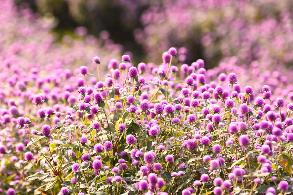 Bắt đầu những bông hoa nở vào cuối tháng 12 và sẽ khoe sắc đến khoảng cuối tháng 3.