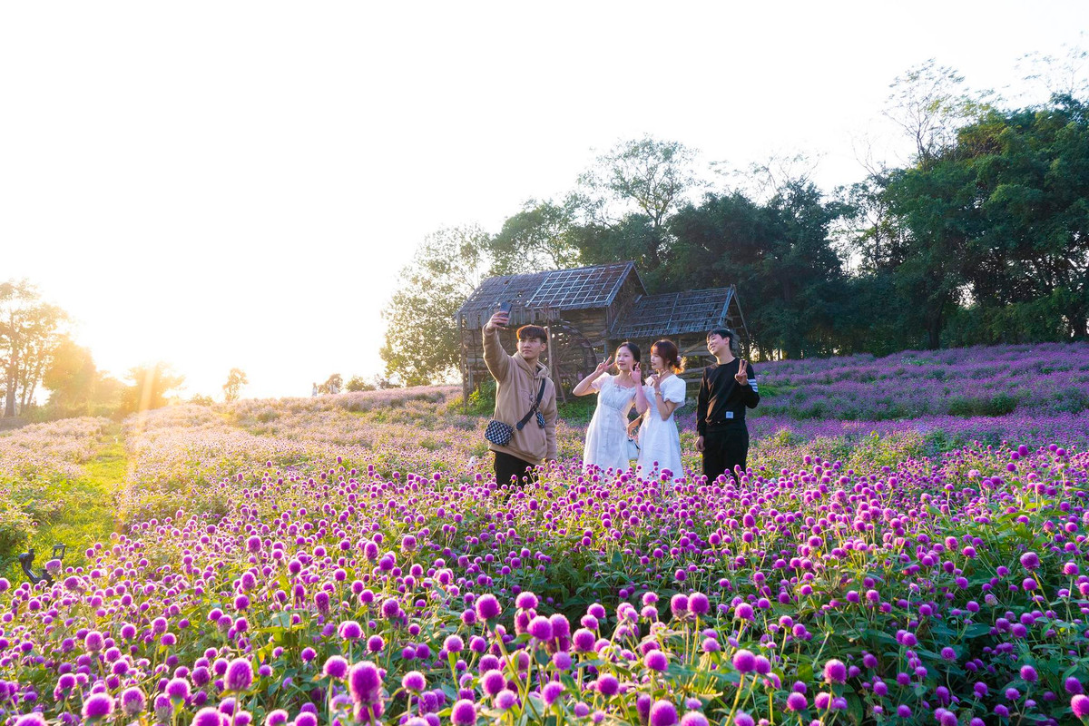 Theo những người làm dịch vụ chụp ảnh, những trang phục có thể phối với vườn hoa bách nhật chủ yếu vẫn là màu theo tông sáng, đặc biệt là màu trắng sẽ rất phù hợp. Các bạn trẻ có thể mang theo một số phụ kiện như giỏ cầm tay, mũ rộng vành... để dễ dàng tạo dáng, cùng với đó thời điểm đẹp nhất để chụp ảnh nên vào đầu buổi sáng hoặc cuối chiều khi ánh nắng đỡ gắt và trời không quá tối.