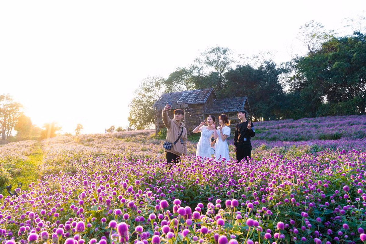 Theo những người làm dịch vụ chụp ảnh, những trang phục có thể phối với vườn hoa bách nhật chủ yếu vẫn là màu theo tông sáng, đặc biệt là màu trắng sẽ rất phù hợp. Các bạn trẻ có thể mang theo một số phụ kiện như giỏ cầm tay, mũ rộng vành... để dễ dàng tạo dáng, cùng với đó thời điểm đẹp nhất để chụp ảnh nên vào đầu buổi sáng hoặc cuối chiều khi ánh nắng đỡ gắt và trời không quá tối.