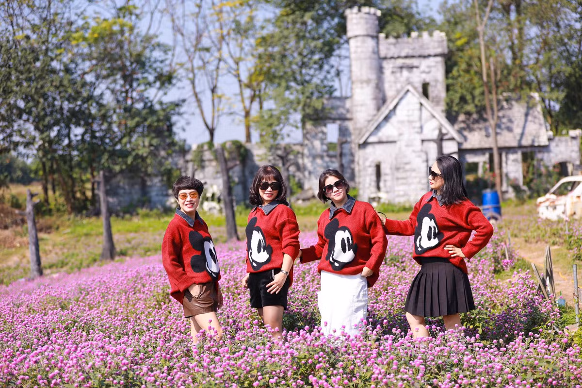 Mọi người thường nhớ đến hoa bách nhật như là một loài hoa với sắc tím mộng mơ, nhưng ngày nay nó trở nên đa dạng hơn với nhiều màu sắc rực rỡ như hồng, đỏ, trắng.