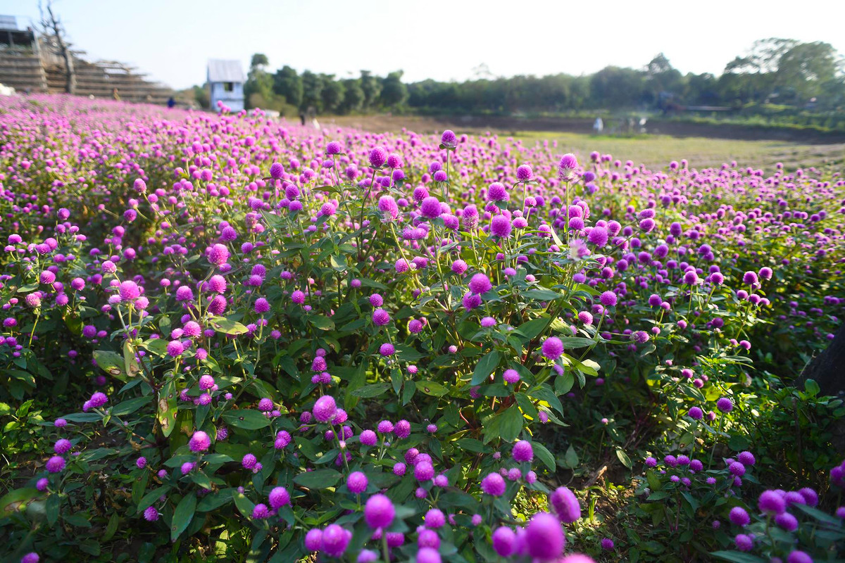 Hoa bách nhật hay còn được nhiều người biết đến với cái tên hoa cúc bách nhật, hoa cúc pha lê…