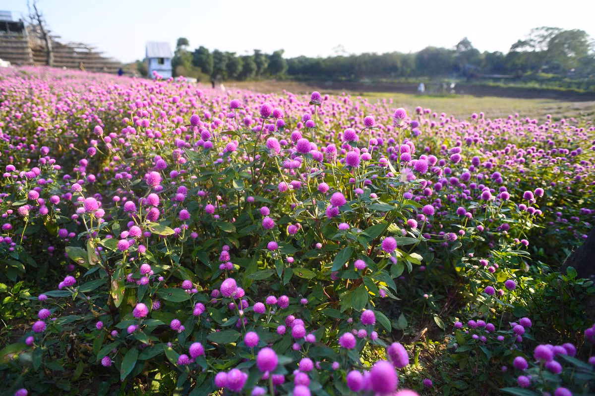 Hoa bách nhật hay còn được nhiều người biết đến với cái tên hoa cúc bách nhật, hoa cúc pha lê…