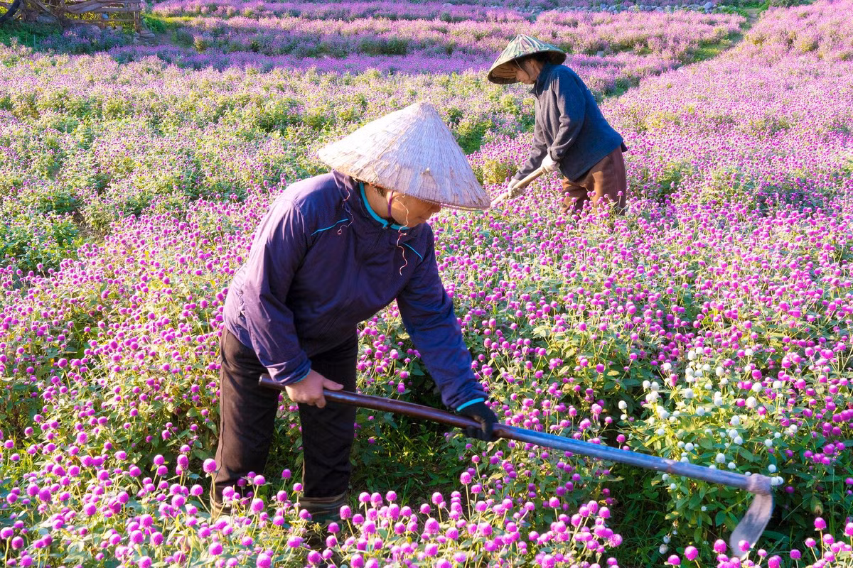 Theo anh Trương Thế Hùng (chủ vườn) chia sẻ vườn hoa được trồng với tổng số khoảng 130.000 cây từ 4 tháng trước và năm nay do thời tiết thuận lợi nên hoa phát triển rất đều và đẹp.