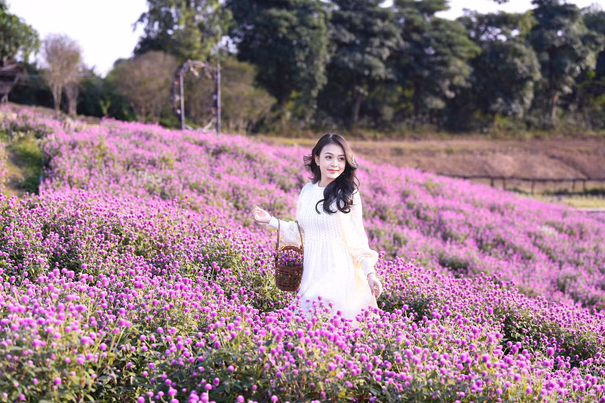 Kham pha canh dong hoa dep tua troi Au giua long Ha Noi