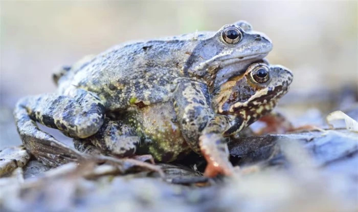 Ếch cái giả chết để né tránh bạn tình không mong muốn ảnh 1